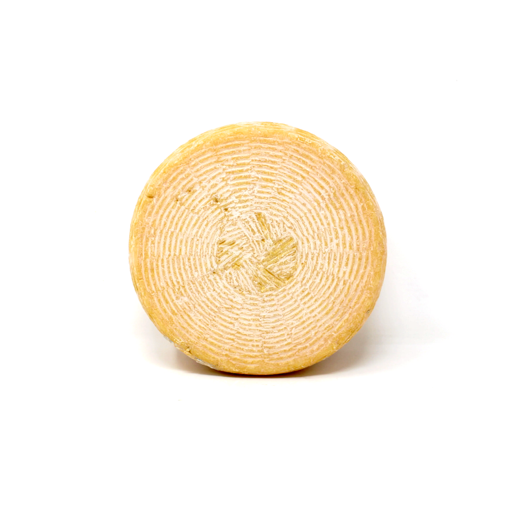 Scorpio Cheese Shooting Star - Cured and Cultivated